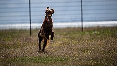 Kinder mit Hund auf Juist auf dem Hundeauslaufplatz