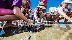 Gruppe bei einer Wattwanderung auf Juist im Sommer sucht gemeinsam nach Muscheln