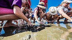 Gruppe bei einer Wattwanderung auf Juist im Sommer sucht gemeinsam nach Muscheln