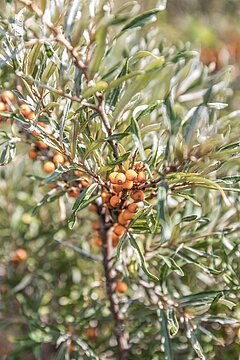 Nordseeurlaub auf Juist - Naturbelassen und natürlich
