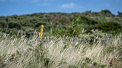 Nordseeurlaub auf Juist - Natur pur mit Dünenlandschaften