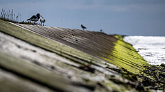 Zugvogeltage auf Juist mit Vogelbeobachtung Austernfischer am Deich