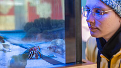 Detail in der Ausstellung innen im Nationalpark-Haus auf Juist - Frau schaut in das Aquarium in der Ausstellung