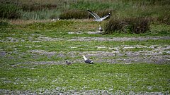 Zugvogeltage auf Juist mit Vogelbeobachtung Möwe im Grünen