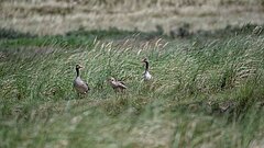 Zugvogeltage auf Juist mit Vogelbeobachtung Gänse
