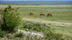 Nachhaltigkeit auf der KlimaInsel Juist - Blick auf die Salzwiesen mit grasenden Pferden