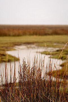 Salzwiesen auf Juist - Blick durch Dünengras auf ein kleine Wasseransammlung auf den Salzwiesen