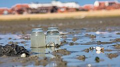 Miesmuscheln im Glas bei einer Wattwanderung auf Juist