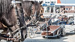 Kutsche am Hafen auf Juist, Detailblick auf das Zaumzeug eines dunklen Pferds, Hafenbetriebsgebäude, zwei weitere angespannte Pferde an einer Kutsche und Handkarren im Hitnergrund