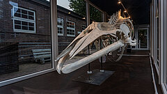 Gestrandeter Wal - Skelett Waltraud im Nationalpark-Haus auf Juist mit Blick auf die Schnauze des Wals