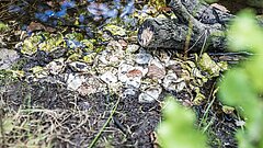 Naturverbundenheit und Nachhaltigkeit auf Juist im Wäldchen