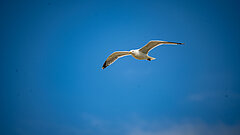 Zugvogeltage auf Juist mit Vogelbeobachtung Möwe am Himmel