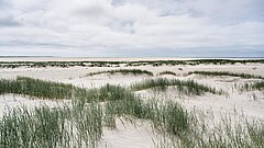 Vordünen am Strand auf Juist