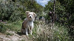 Urlaub mit Hund auf Juist 