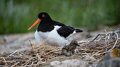 Zugvogeltage auf Juist mit Vogelbeobachtung Austernfischer