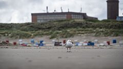 Zugvogeltage auf Juist mit Vogelbeobachtung Möwe am Strand