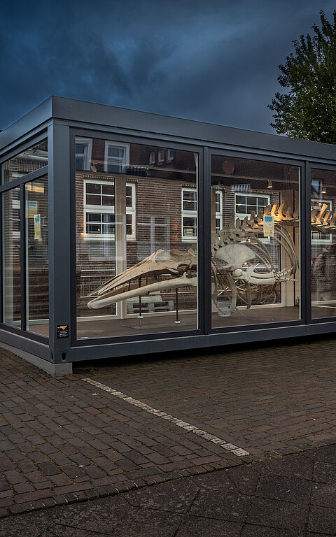 Gestrandeter Wal - Skelett Waltraud vor dem Eingang zum Nationalpark-Haus auf Juist im Dunklen aus der Entfernung