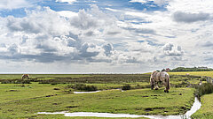 Nachhaltigkeit auf der KlimaInsel Juist - Blick auf ein Pferd auf den Salzwiesen auf Juist
