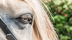 Detail Pferdeauge eines Kutschpferds auf Juist