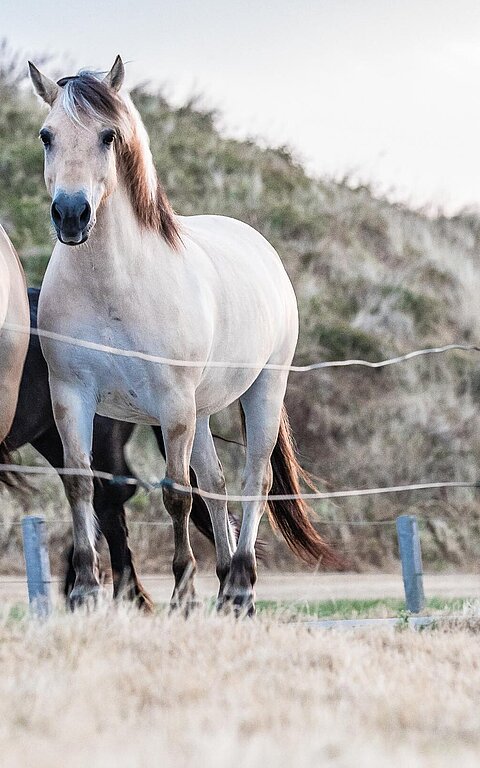 Pferde auf der Insel Juist, mehrere Pferde laufen auf einer Straße entlang auf den Fotografen zu, Pferde schauen in die Kamera
