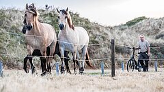 Pferde werden morgens von der Wiese zur Arbeit auf Juist gebracht