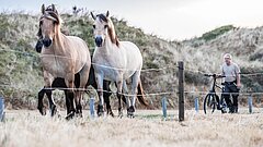 Pferde auf der Insel Juist, mehrere Pferde laufen auf einer Straße entlang auf den Fotografen zu, Pferde schauen in die Kamera