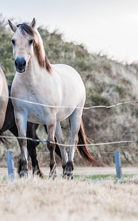 Pferde auf der Insel Juist, mehrere Pferde laufen auf einer Straße entlang auf den Fotografen zu, Pferde schauen in die Kamera